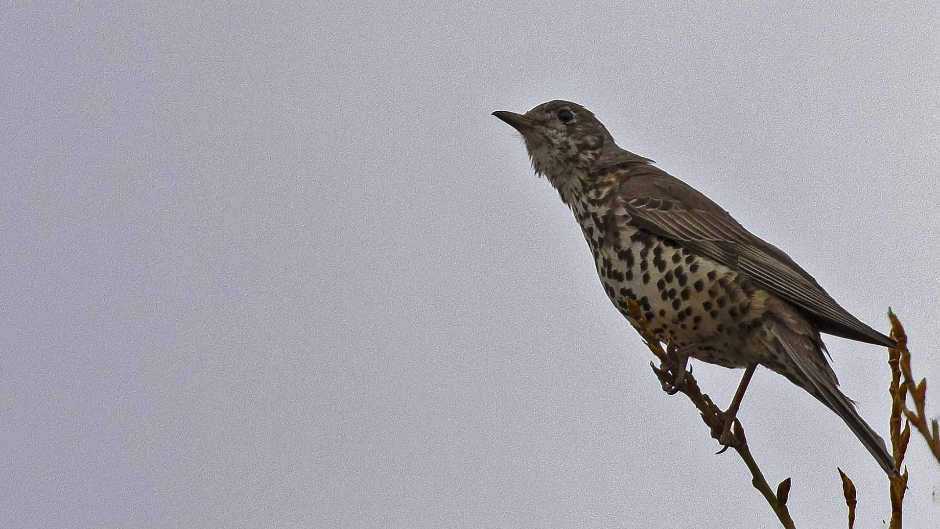 Song Thrush
